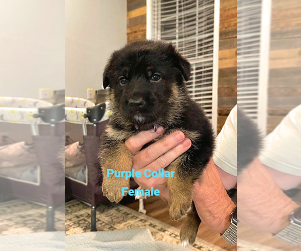 Medium Photo #1 German Shepherd Dog Puppy For Sale in COTTONDALE, AL, USA