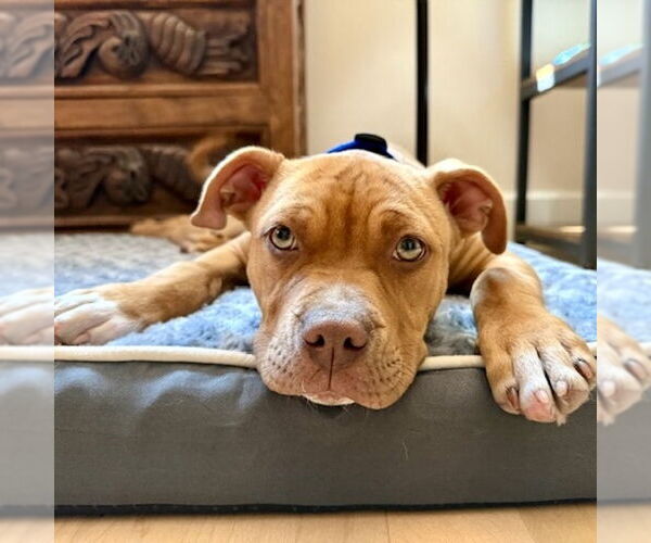 Medium Photo #2 American Staffordshire Terrier-Unknown Mix Puppy For Sale in San Juan Capistrano, CA, USA
