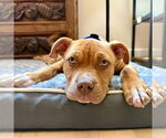 Small #1 American Staffordshire Terrier Mix