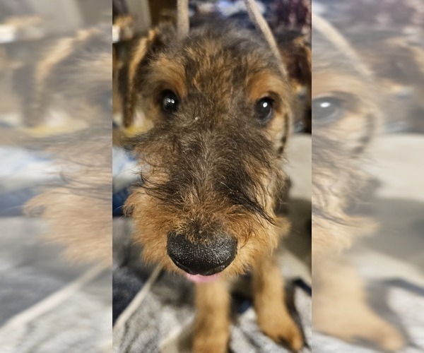 Medium Photo #1 Airedale Terrier Puppy For Sale in SAGINAW, MI, USA