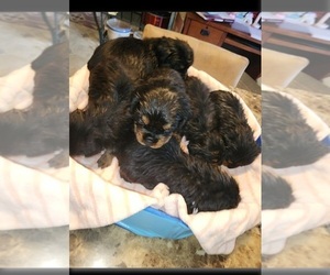 Rottweiler Puppy for sale in TOCCOA, GA, USA