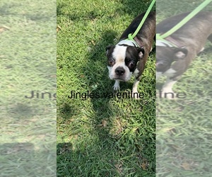 Mother of the Boston Terrier puppies born on 07/19/2026
