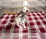 Small Photo #3 Dalmatian Puppy For Sale in VINEMONT, AL, USA