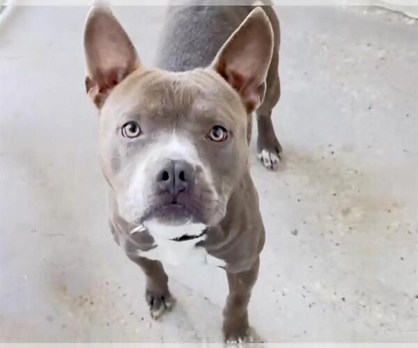 Medium Photo #2 American Pit Bull Terrier-Unknown Mix Puppy For Sale in Houston, TX, USA