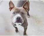 Small #1 American Pit Bull Terrier Mix