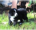 Small Photo #9 Australian Shepherd Puppy For Sale in ACTON, CA, USA