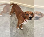 Small #5 Beagle Mix