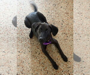 Labrador Retriever-Unknown Mix Dogs for adoption in Sanford, FL, USA