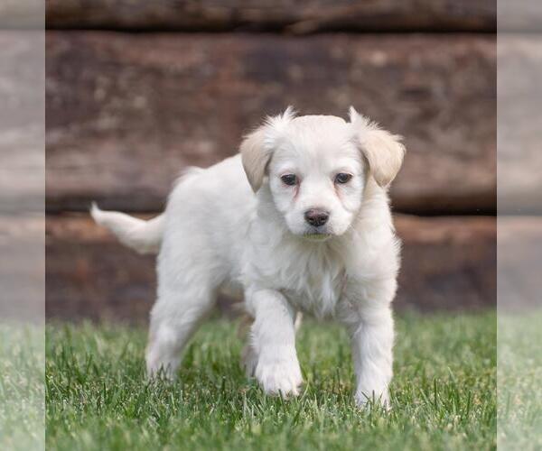 Medium Photo #5 Maltipoo (Miniature) Puppy For Sale in San Diego, CA, USA