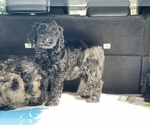 Small Photo #23 Goldendoodle-Poodle (Standard) Mix Puppy For Sale in DETROIT, MI, USA