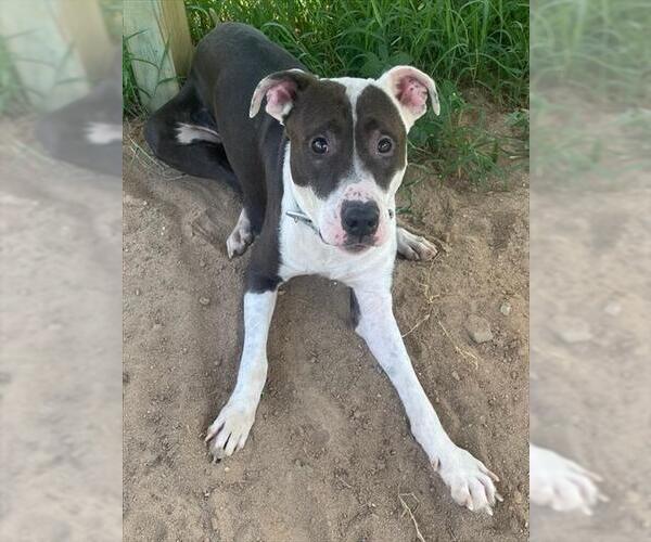 Medium Photo #2 American Pit Bull Terrier-Unknown Mix Puppy For Sale in Augusta, GA, USA