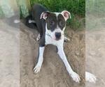 Small #1 American Pit Bull Terrier Mix