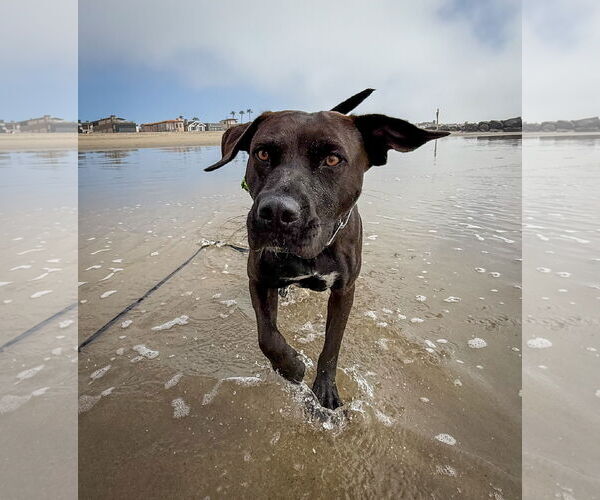 Medium Photo #7 Labrador Retriever-Unknown Mix Puppy For Sale in San Diego, CA, USA