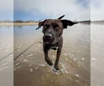 Small #6 Labrador Retriever Mix