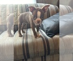 Puppy Puppy 2 Boston Terrier