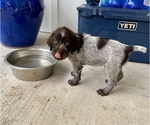 Small Photo #4 Wirehaired Pointing Griffon Puppy For Sale in NEWPORT, NC, USA