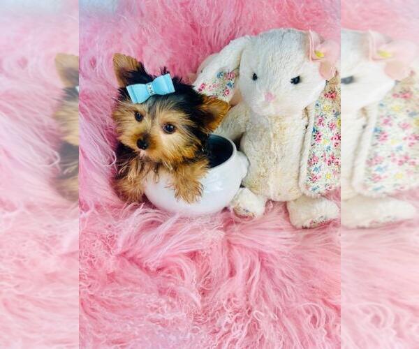 Medium Photo #15 Yorkshire Terrier Puppy For Sale in WINTER PARK, FL, USA