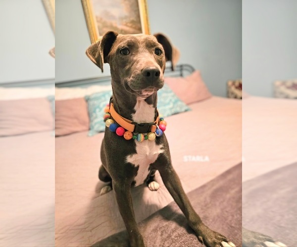 Medium Photo #6 American Staffordshire Terrier-Unknown Mix Puppy For Sale in Maryville, TN, USA