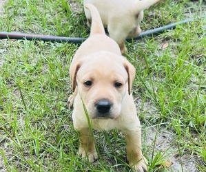 Labrador Retriever Puppy for sale in PERRY, FL, USA