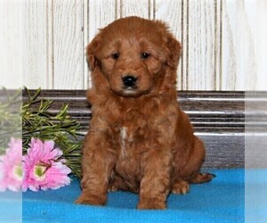 Goldendoodle-Poodle (Miniature) Mix Puppy for sale in CHRISTIANA, PA, USA