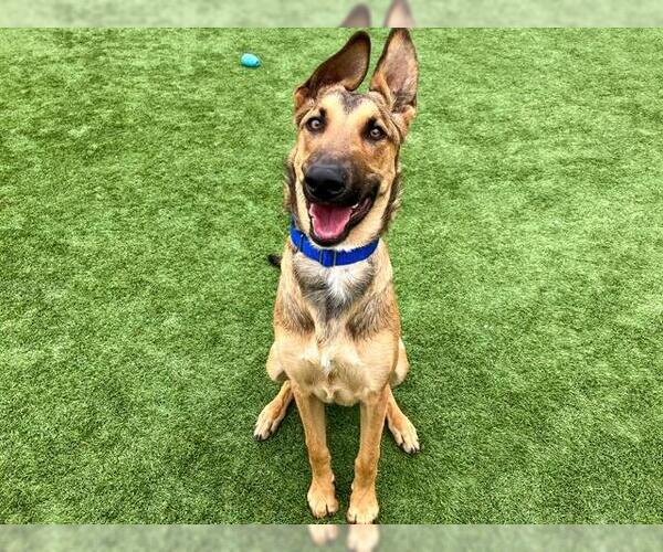 Medium Photo #2 German Shepherd Dog Puppy For Sale in Orange, CA, USA