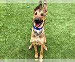 Small #1 German Shepherd Dog