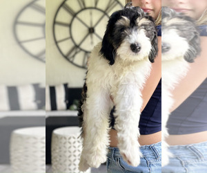 Medium Sheepadoodle