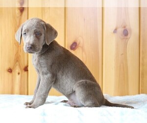 Labrador Retriever Puppy for sale in FREDERICKSBG, OH, USA