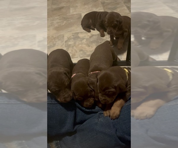 Medium Photo #7 Doberman Pinscher Puppy For Sale in FRESNO, CA, USA