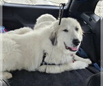 Small #4 Great Pyrenees Mix
