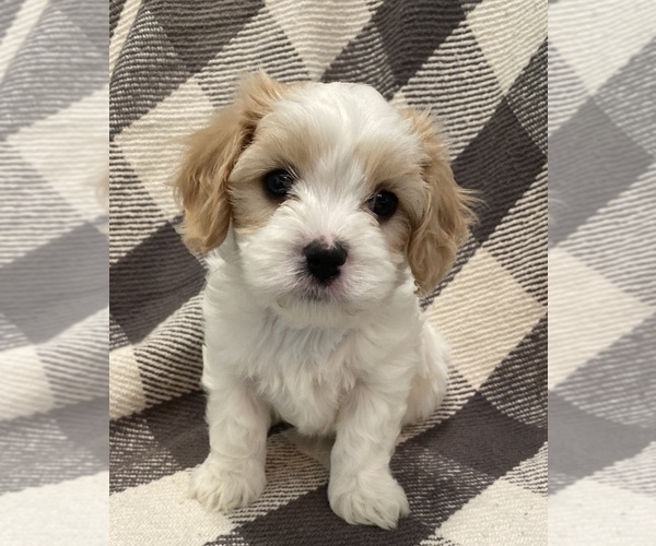 Medium Photo #1 Cav-A-Malt Puppy For Sale in GROTTOES, VA, USA