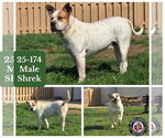 Small #3 American Bulldog Mix