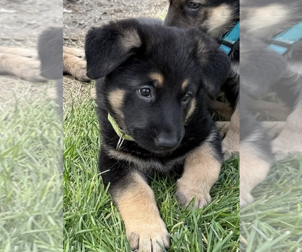 Medium Photo #3 German Shepherd Dog Puppy For Sale in BRIGHTON, CO, USA