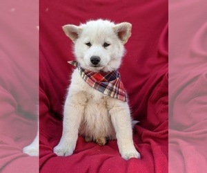 Alaskan Husky-Pomsky Mix Puppy for sale in QUARRYVILLE, PA, USA