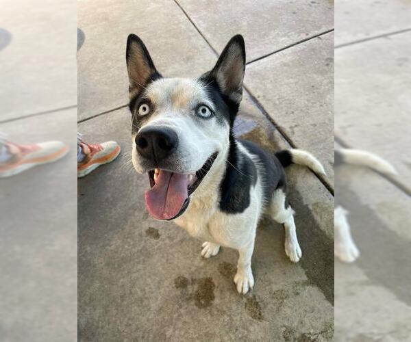Medium Photo #2 Siberian Husky Puppy For Sale in Lodi, CA, USA