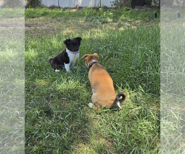 Medium Photo #8 Australian Shepherd-Unknown Mix Puppy For Sale in Sandy, UT, USA