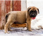 Small Photo #55 Mastiff Puppy For Sale in WAKARUSA, IN, USA