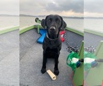 Small Photo #1 Labrador Retriever Puppy For Sale in SYRACUSE, IN, USA