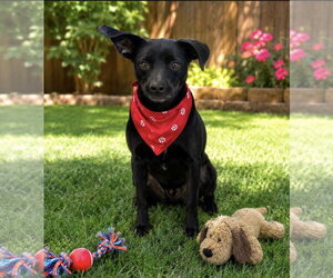 Chihuahua-Unknown Mix Dogs for adoption in Euless, TX, USA