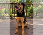 Small Photo #3 Mutt Puppy For Sale in Euless, TX, USA
