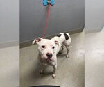 Small American Pit Bull Terrier-Great Dane Mix