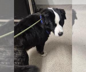 Saint Bernard-Unknown Mix Dogs for adoption in Bakersfield, CA, USA