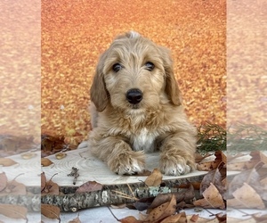 Goldendoodle Puppy for sale in OCALA, FL, USA