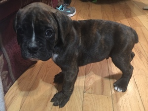 Boxer Puppy for sale in GRAY, KY, USA