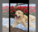Small Photo #5 Golden Retriever Puppy For Sale in MILLERSBURG, IN, USA