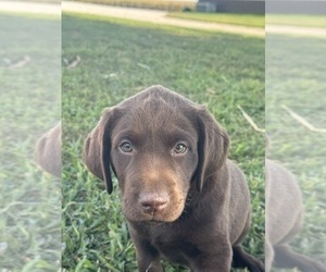 Labrador Retriever Puppy for sale in BRIDGEWATER, IA, USA