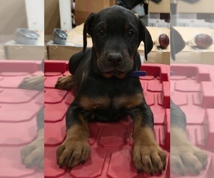 Medium Doberman Pinscher