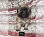 Small Photo #3 Shih Tzu Puppy For Sale in MOUNTAIN GROVE, MO, USA