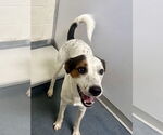 Small #3 Mutt