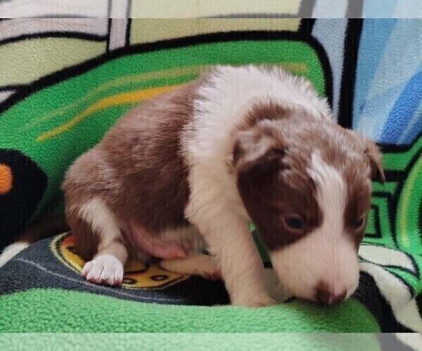 Medium Photo #234 Border Collie Puppy For Sale in NORBORNE, MO, USA